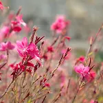 Case de vacanță Bibi - Danilia