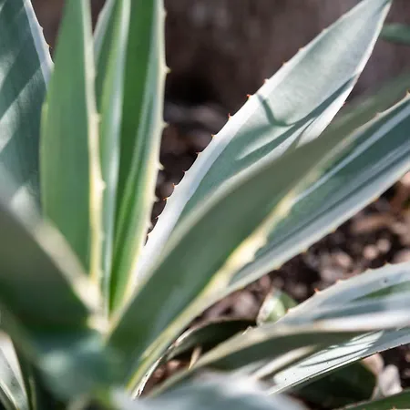 Bibi - Danilia בית נופש גאיוס