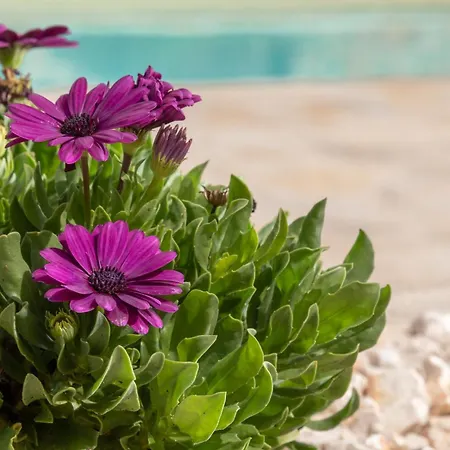 בית נופש Bibi - Danilia גאיוס