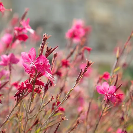 בית נופש Bibi - Danilia